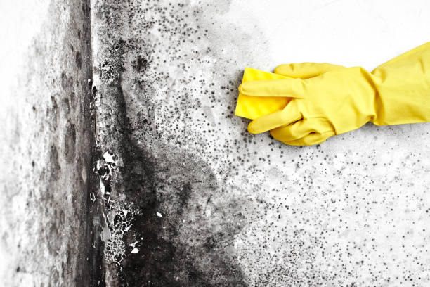 Best Localized Mold Remediation (e.g., coastal areas, humid climates) in Bridgetown, OH