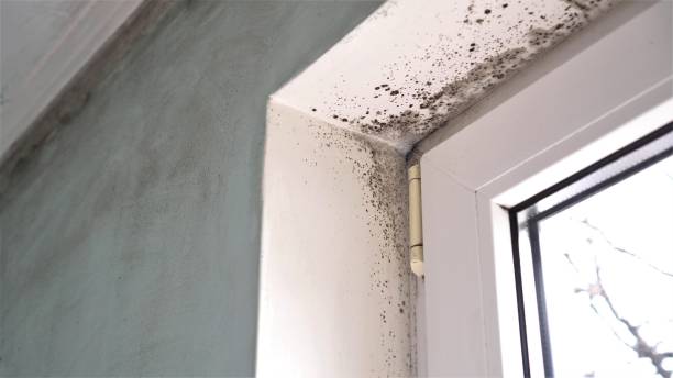 Best Post-Flood Mold Remediation in Bridgetown, OH