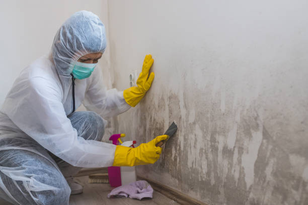Professional Mold Remediation in Bridgetown, OH