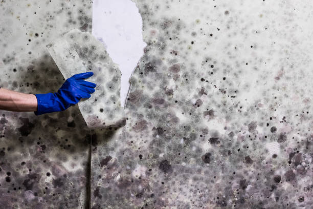 Best DIY Mold Remediation Support Services in Bridgetown, OH